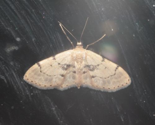 Idaea laevigata